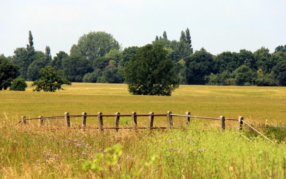 meadow2